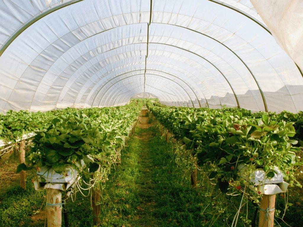 greenhouse min